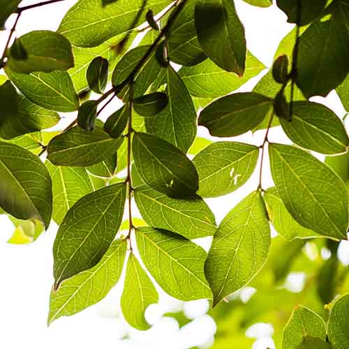 Leaves in sunlight