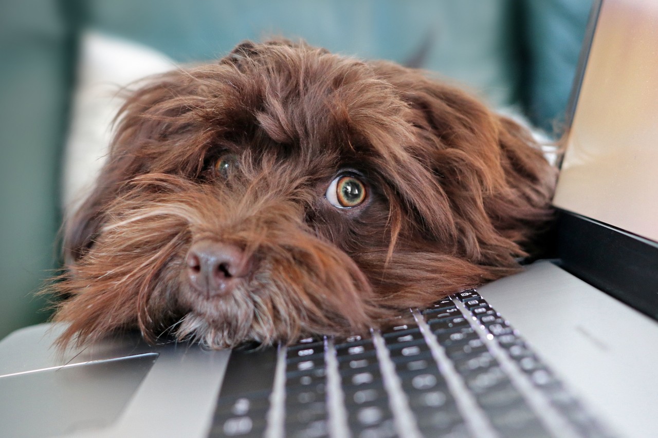 image displays a dog sitting by a computer