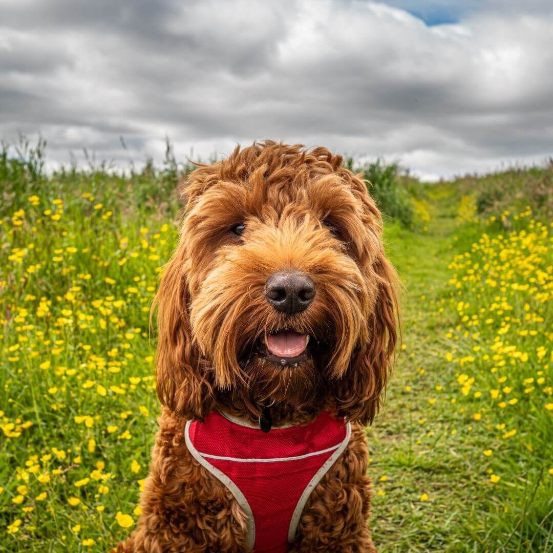 Dogwarts Dog training