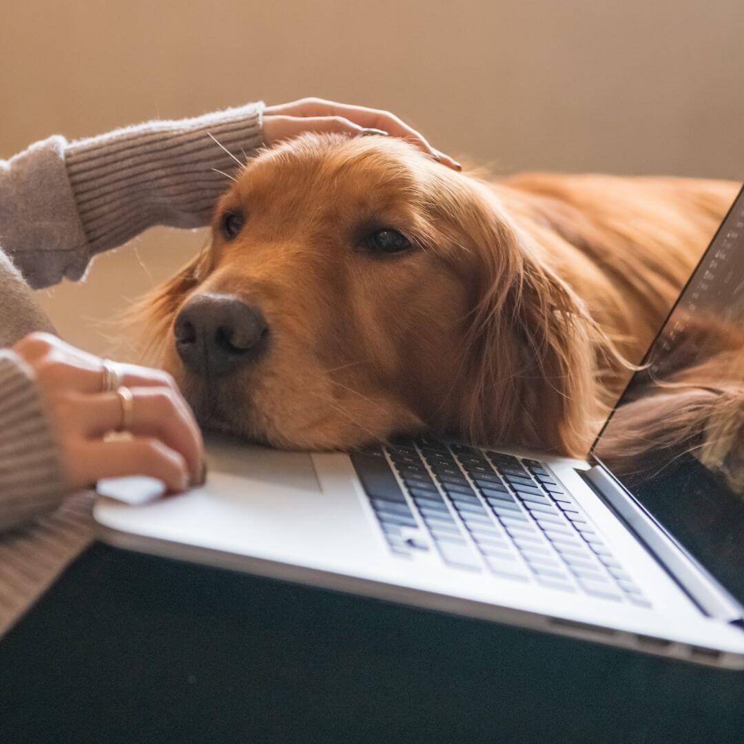 image displays a dog sitting by a computer