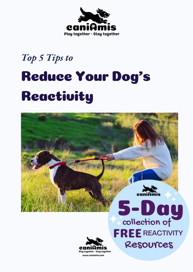 Top 5 Tips to reduce your dog's reactivity