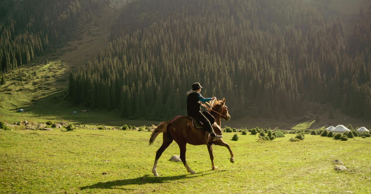 Women on a brown 17hand male horse, riding through green grass