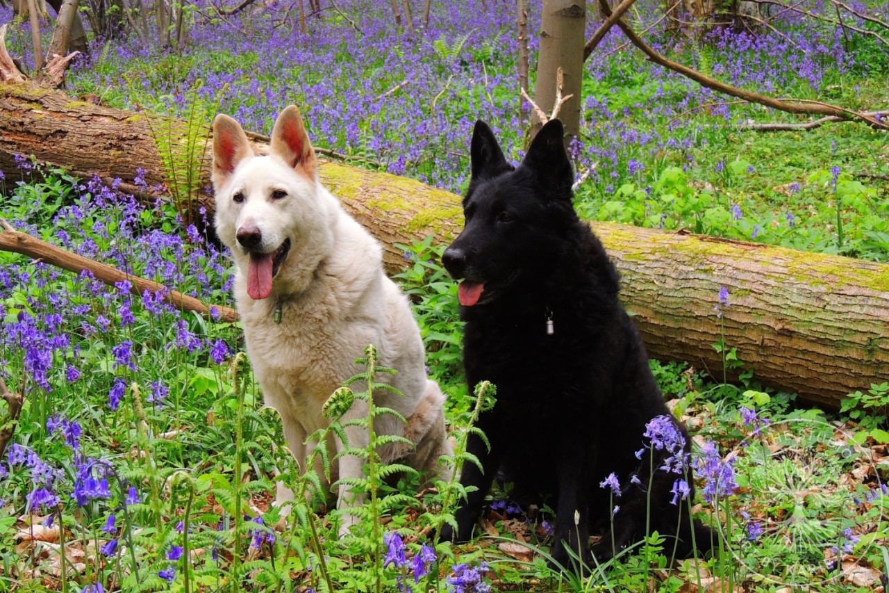 Bradley Hill bluebells, Forest of Dean