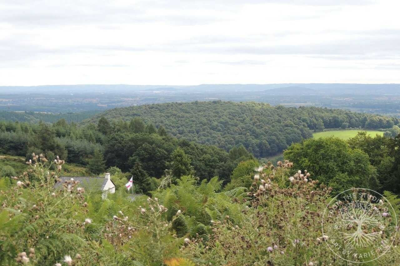 Misty woodland path in the Forest of Dean, source of inspiration for mythic wildlife art.