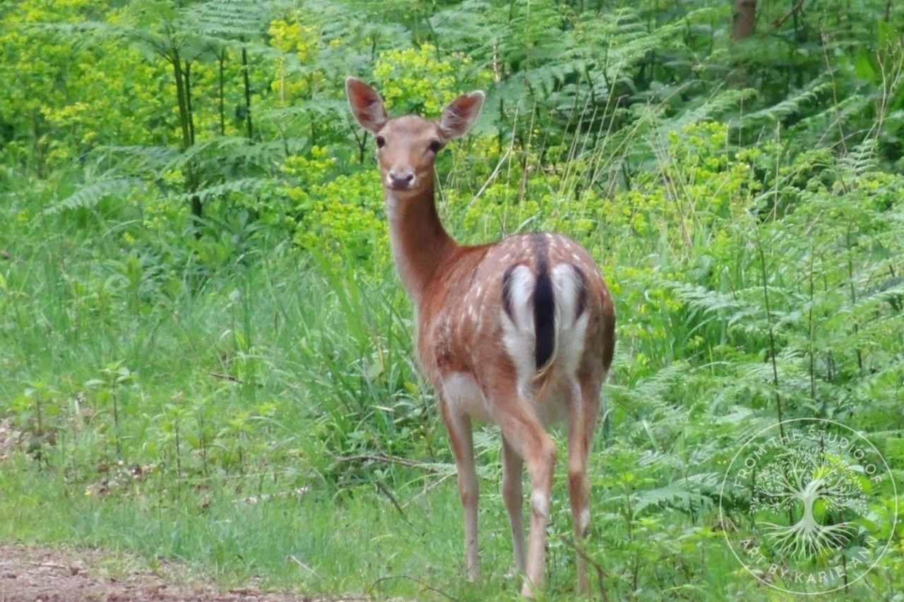 Gentle deer in a forest clearing, reflecting Celtic symbolism of intuition, purity, and Otherworld guidance.