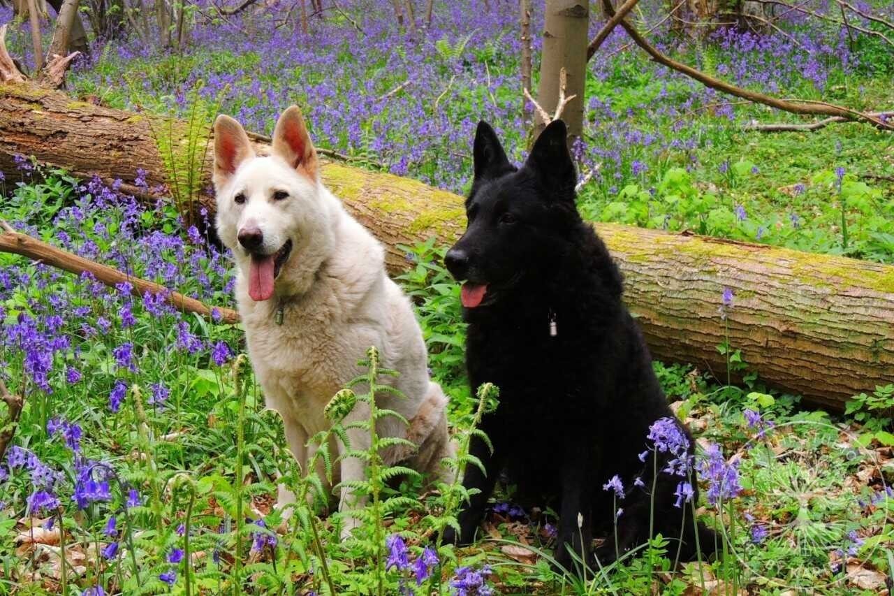 Bradley Hill bluebells, Forest of Dean