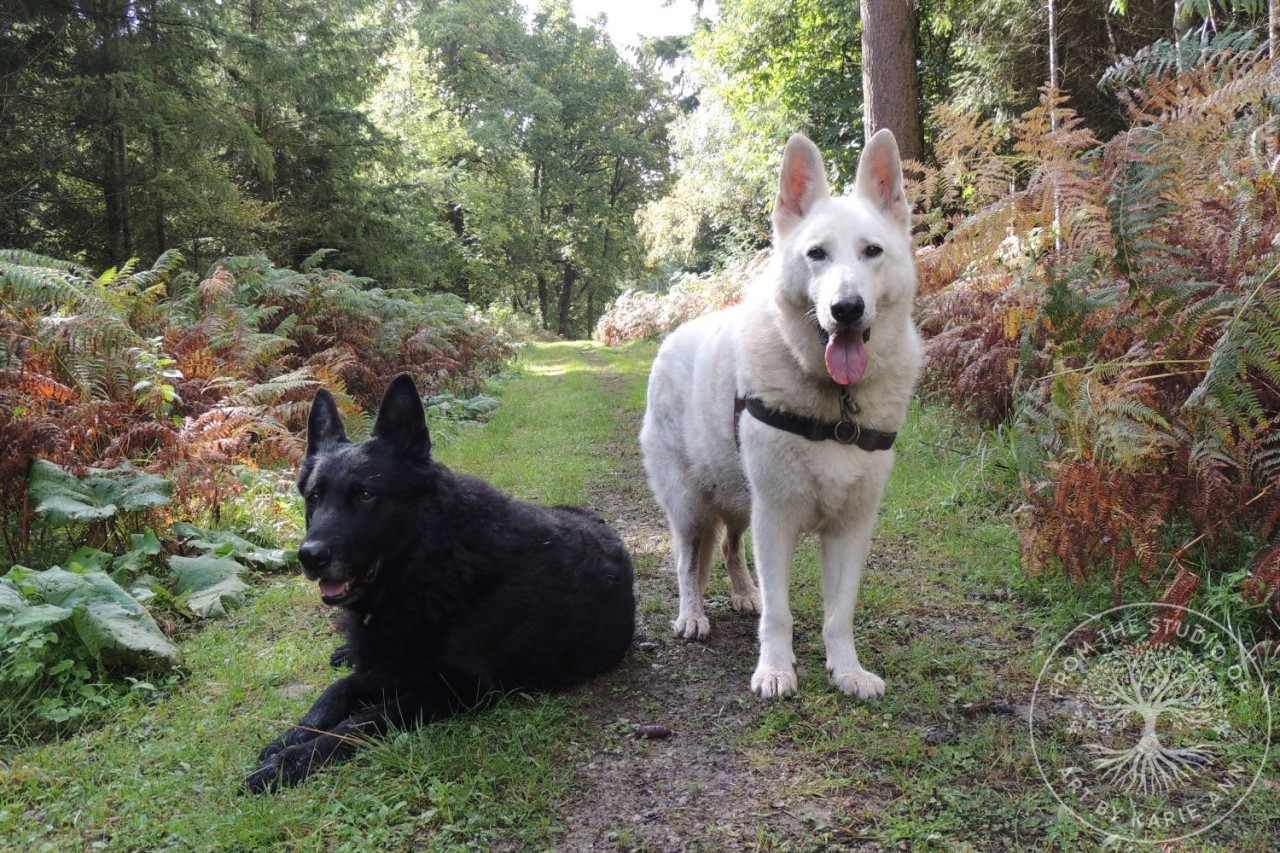 Sutton Lodge, Soudley, Forest of Dean