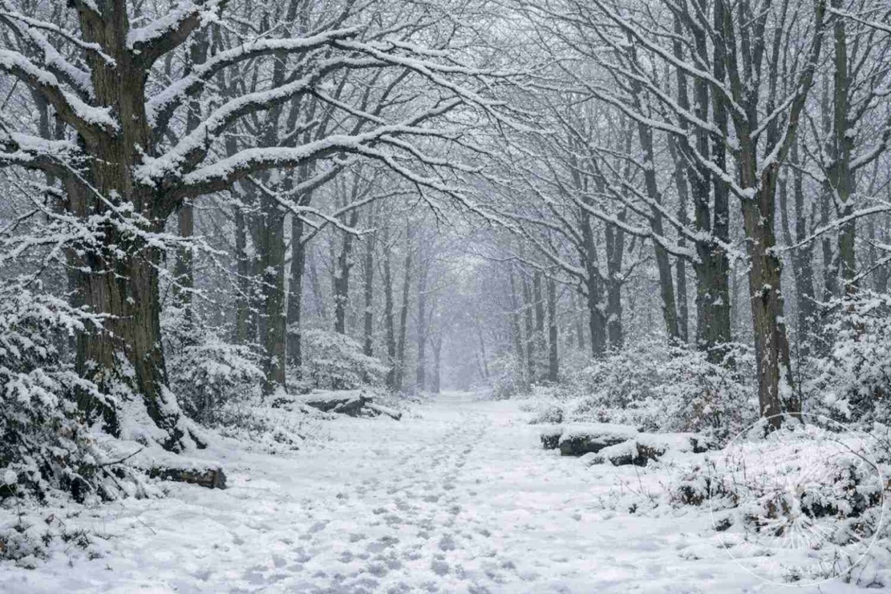 Snowâcovered Forest of Dean landscape, capturing winter folklore themes of stillness, thresholds, and hidden magic.
