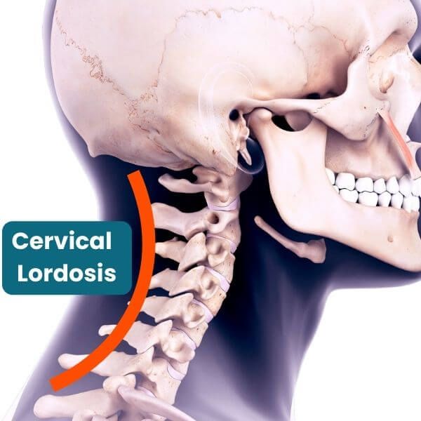 cervical lordosis - yoga anatomy of the spine