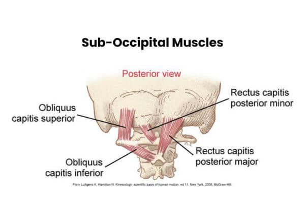 Subocciptal muscles of cervical spine.jpg