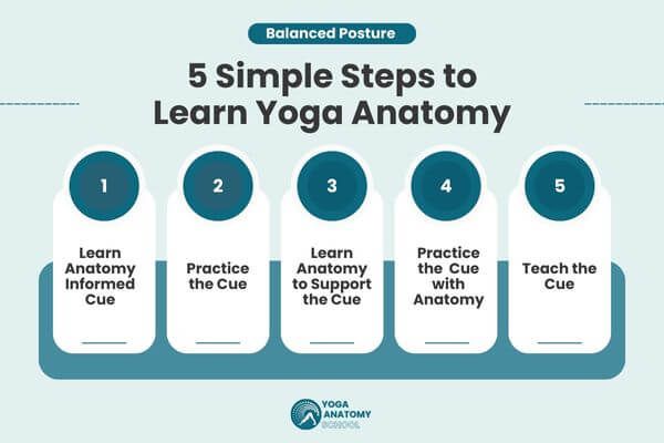 5 Simple Steps to Learn Yoga Anatomy at the Yoga Anatomy School.jpg