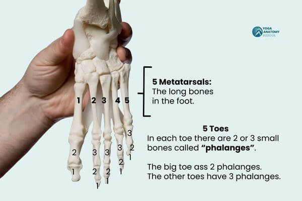 Anatomy of the Foot for 5 Simple Steps to Learn Yoga Anatomy