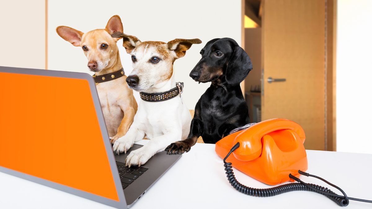 Why I Love Zenler Cheri Michelle - Animal Communicator