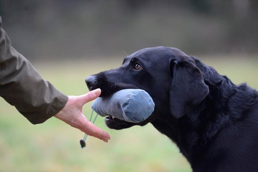 Gundog Training Holidays Mid Wales Holidays