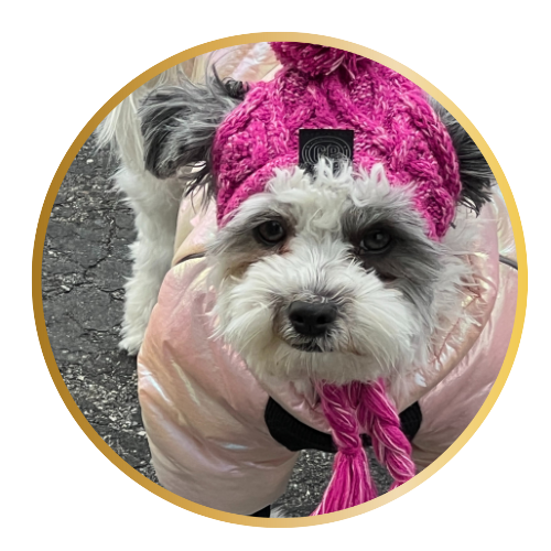 Shih poo in winter coat