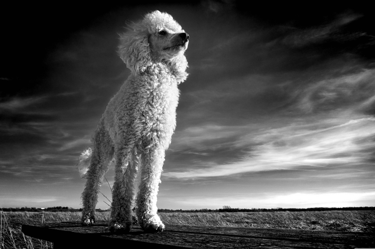 standard poodle standing