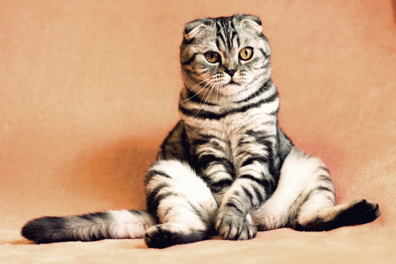 striped cat sitting 