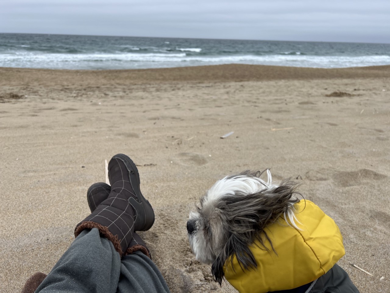 Dog and person sitting on beach