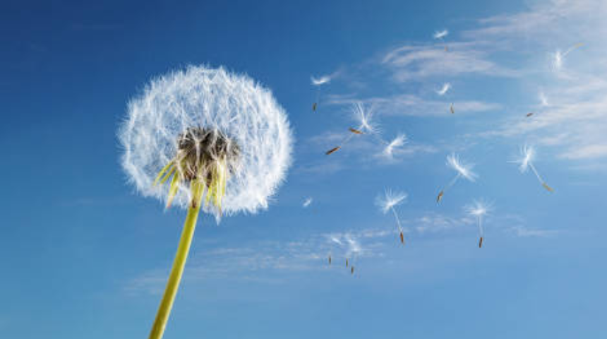 Libera tus cargas emocionales y encuentra ligereza con Barras Access® Semillas de diente de león volando al viento bajo un cielo azul, simbolizando la liberación de emociones y la propagación del bienestar con Barras Access®
