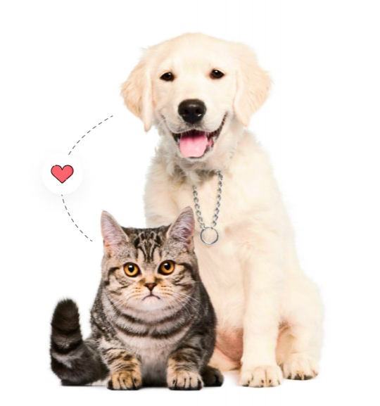 dog and cat with heart