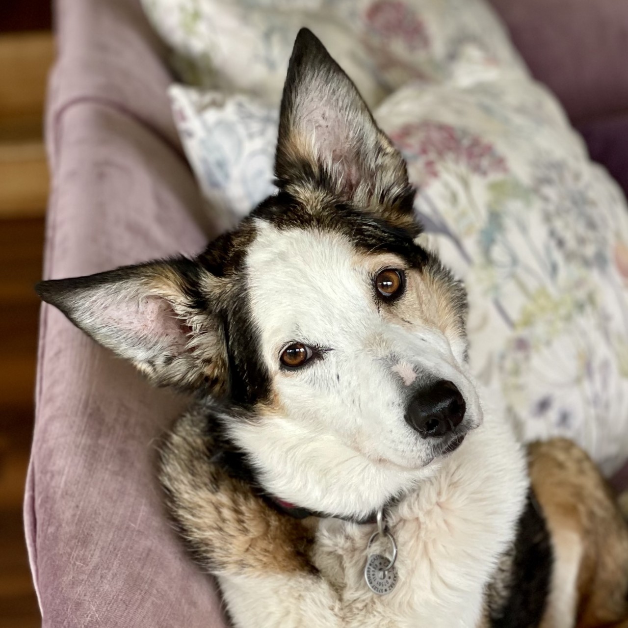 Celyn, Emma's Welsh sheepdog whose behaviour inspired a different approach to dog training