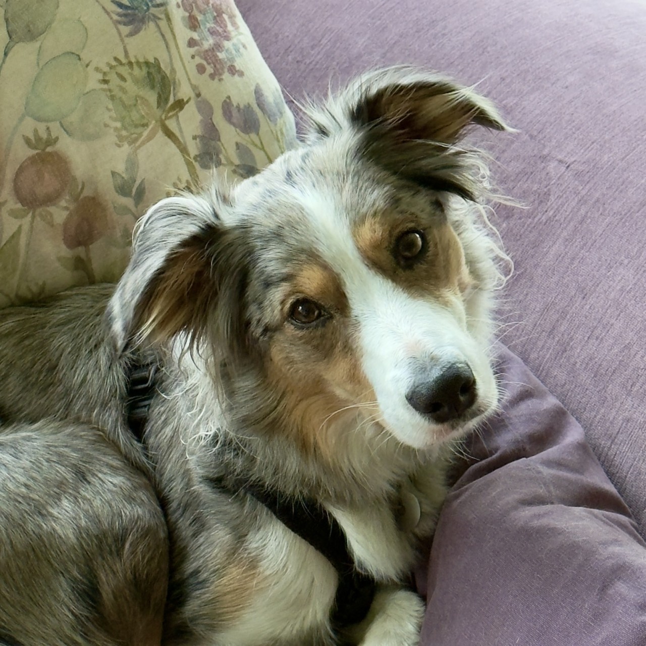Osian, Emma's Border Collie and part of the On Cloud K9 story