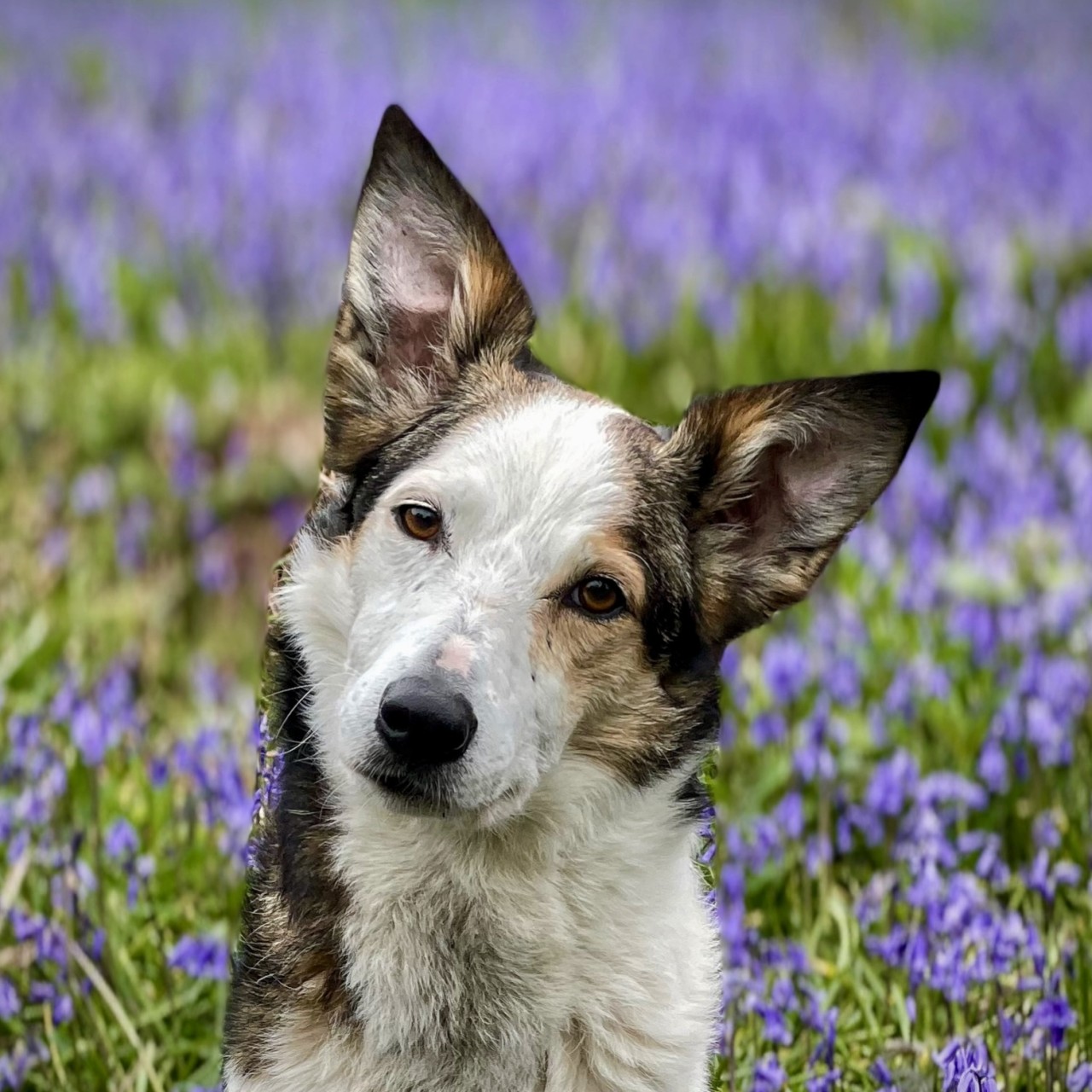 Celyn, the Welsh sheepdog who inspired Emma's approach to dog training