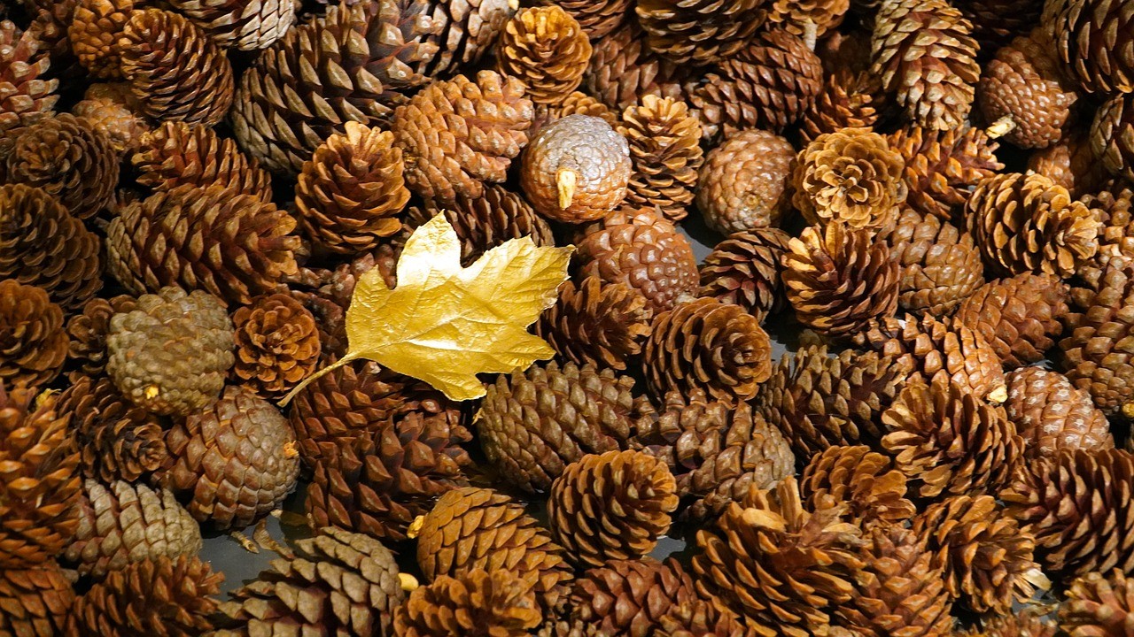 pinecones