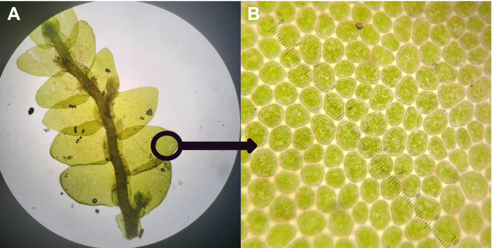 Two microscope images showing liverwort leaf structure Calypogeia sp. Panel A: Low magnification of a leafy liverwort branch with overlapping leaves arranged along the stem. Panel B: High magnification of the leaf cells, revealing a mosaic of polygonal cells with visible trigones at cell junctions.