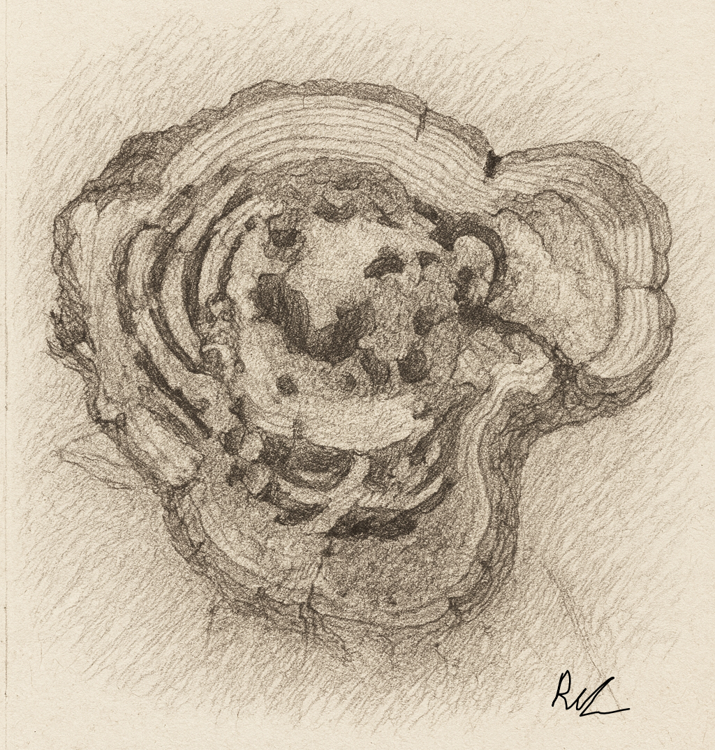 Detailed pencil sketch by Rosalie Sinclair of tree rings in a cross-section, emphasizing growth patterns and textures that reflect the tree's history.