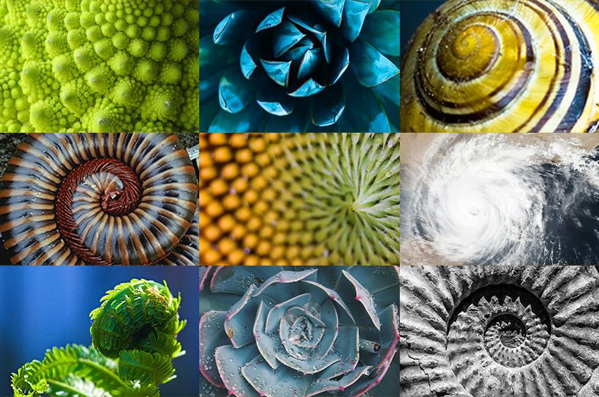 A collage showing a golden spiral superimposed on natural elements like a seashell, a sunflower, and a galaxy, illustrating the recurrence of the Fibonacci sequence in nature.