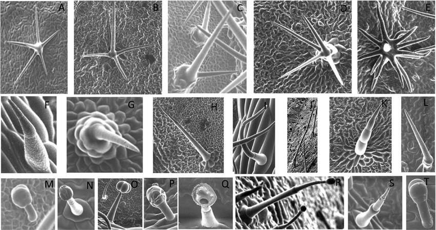 Scanning electron microscope images showing various types of trichomes on plant leaf surfaces, including stellate (star-shaped), simple, and glandular forms, each with unique shapes and structures.