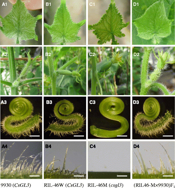 A comparative image panel showing trichomes on cucumber leaves, stems, tendrils, and hypocotyls from four different cucumber lines. Each row highlights a different plant part; images reveal variation in trichome density and structure.