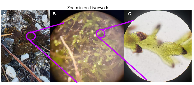 Three-panel image showing a “Zoom in on Liverworts”: Panel A — dark, blackish mat covering rocky ground with pine needles; Panel B — closer microscope view of the mat revealing fine green structures; Panel C — high-magnification view of a leafy liverwort with lobed leaves under the microscope.