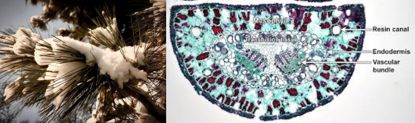 Two-panel image showing pine needles. Left: A photograph of pine needles in a cluster, covered in snow, against a wintry sky. Right: Microscopic cross-section of a pine needle, stained to highlight internal structures including mesophyll, resin canals, vascular bundles, and endodermis.
