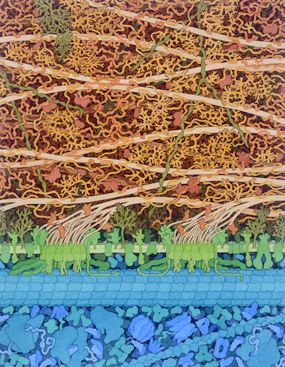 Illustration of plant cell wall architecture showing cellulose microfibrils (tan), a tangled matrix of hemicellulose and pectin (orange and brown), and cellulose synthase complexes (green) embedded in the plasma membrane above a blue-toned cytoplasm.