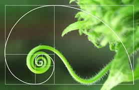 A close-up of a green plant tendril spiraling outward, overlaid with a golden ratio spiral diagram to highlight its natural geometric pattern.
