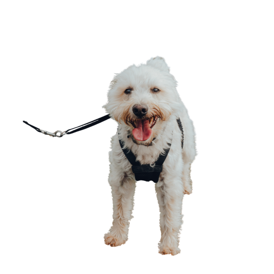 doodle dog rolling over