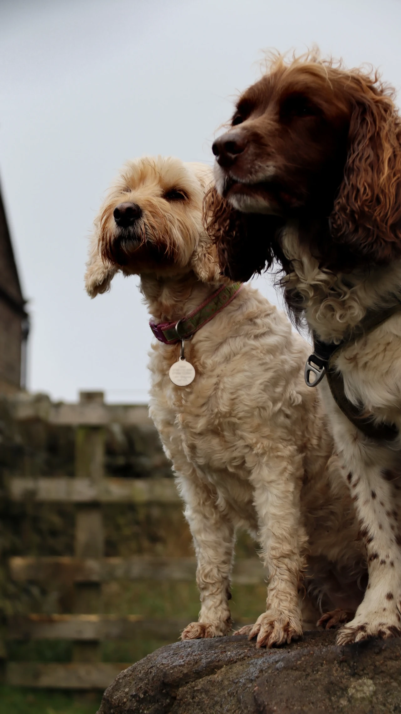 Cockerpoo & Cocker Spaniekl