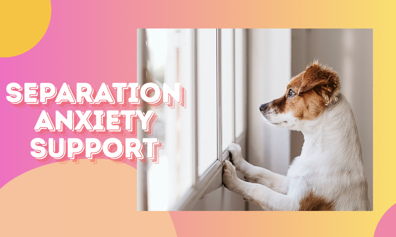 separation anxiety support dog training 
