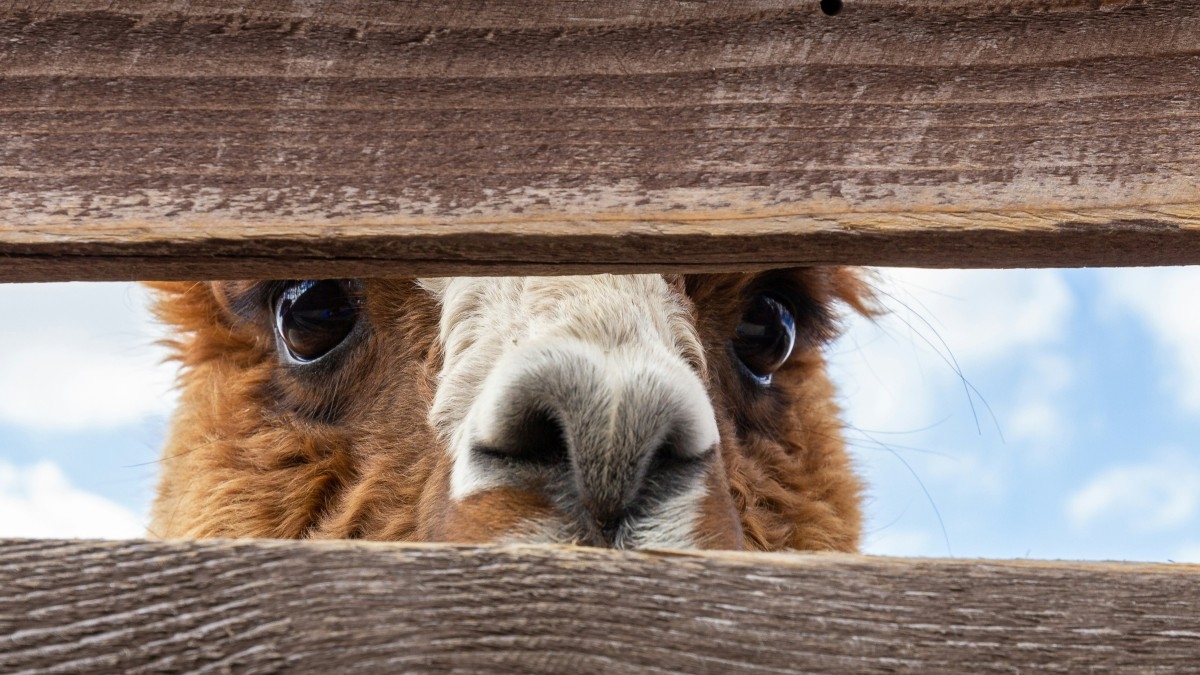 Episódio #7 A humildade de descobrir