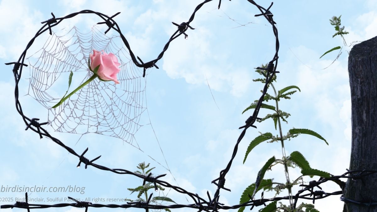 barbed wire fence heart with rose in web