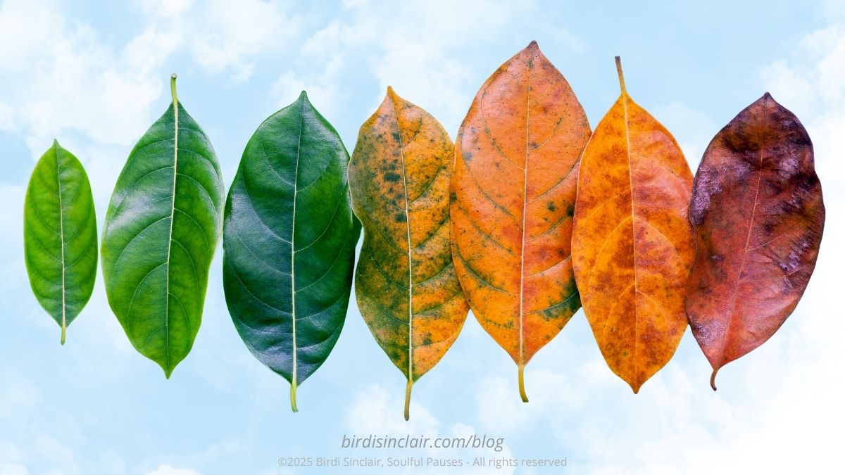 leaves of the seasons