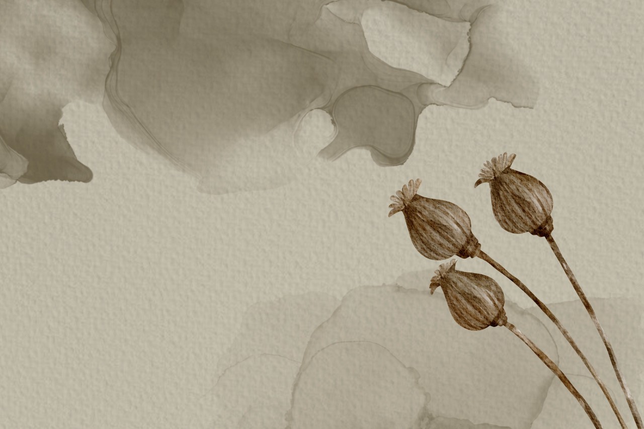 watercolor poppy seed pods