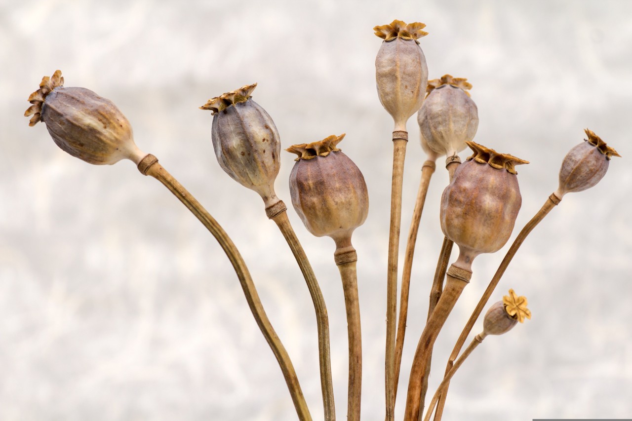 several poppy seed pods