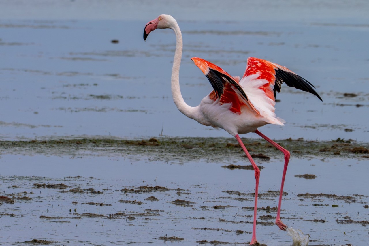 flamingo ready to fly