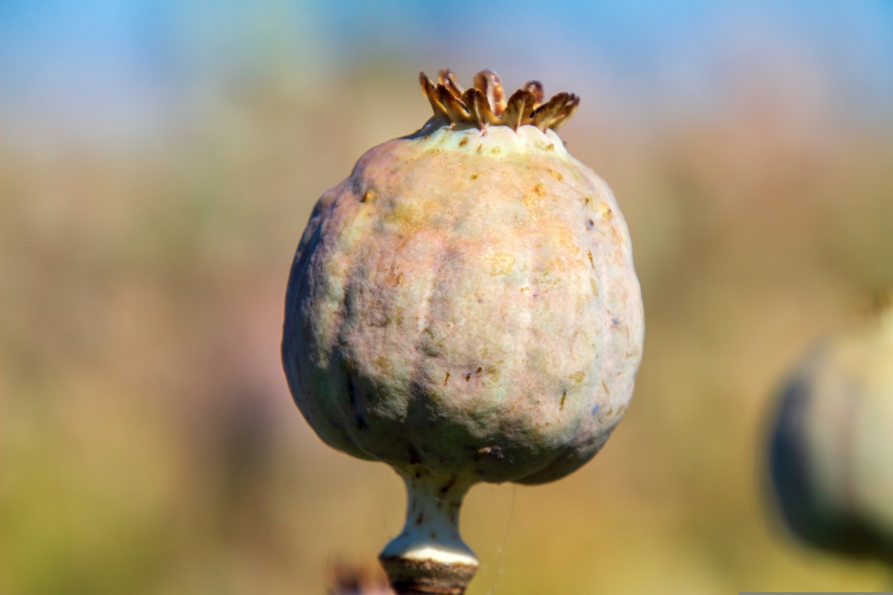 poppy seed pod