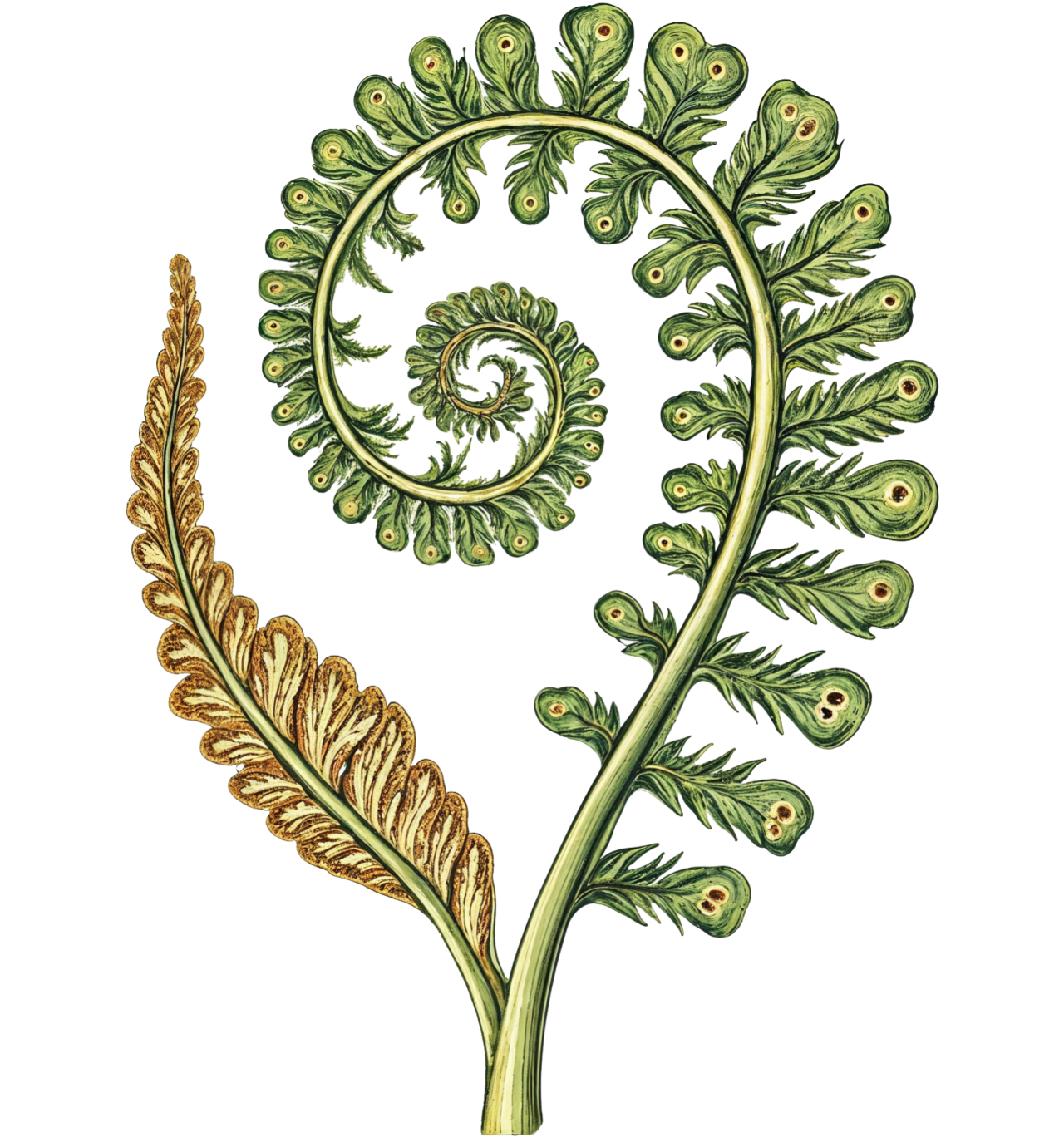 fern unfurling