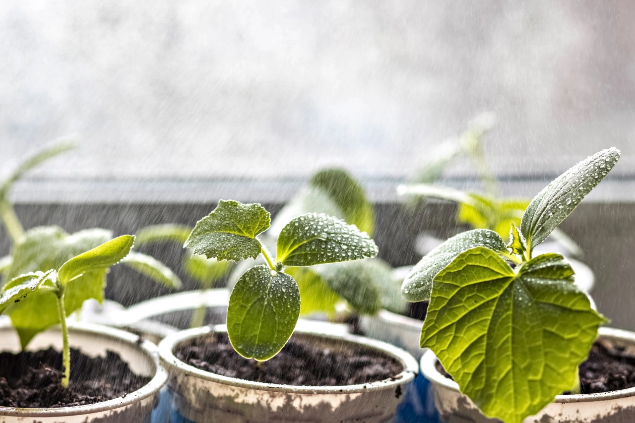 Stillsam bild av spirande växter i ett stilla regndis – symbol för växande och samspel.