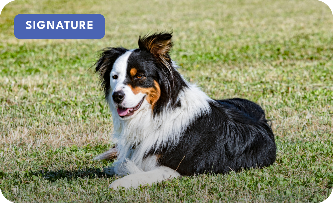 Reactivity Rehab Program for Australian Shepherds